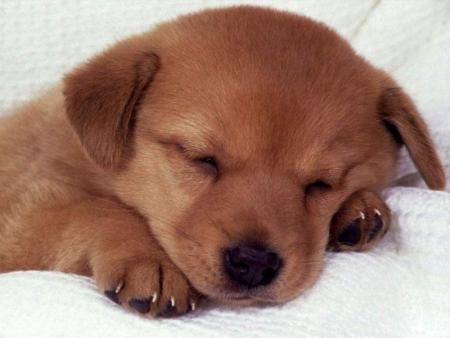 TROP MIGNION